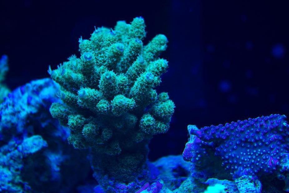 Coral pic August 5th 2014