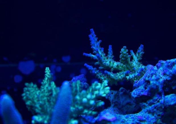 Coral pic August 5th 2014