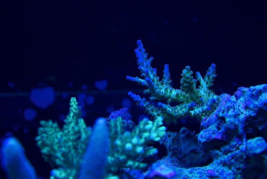 Coral pic August 5th 2014