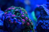 Coral pic August 5th 2014