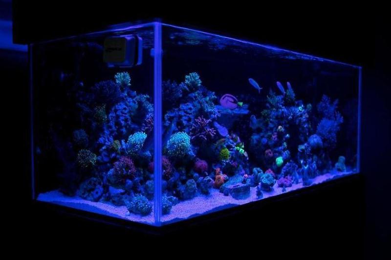 Duckhams 75 Gallon Reef Thumbnail