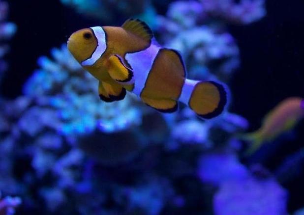 Ocellaris Clownfish