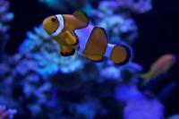 Ocellaris Clownfish