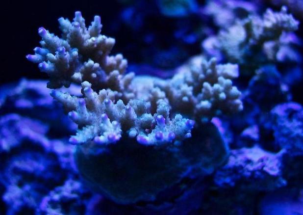 Coral Pic April 2014