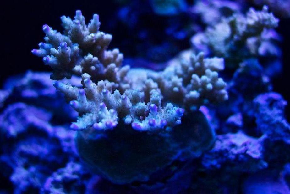 Coral Pic April 2014