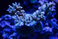 Coral Pic April 2014