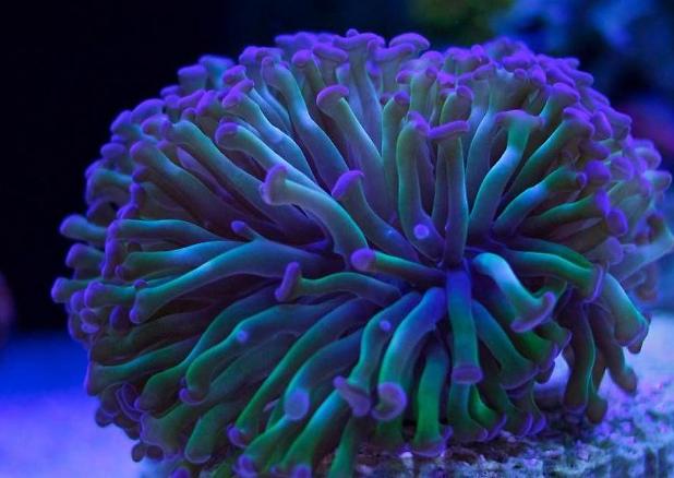 Coral Pic Apri l2014