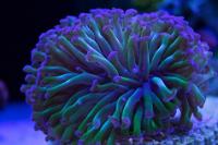 Coral Pic Apri l2014