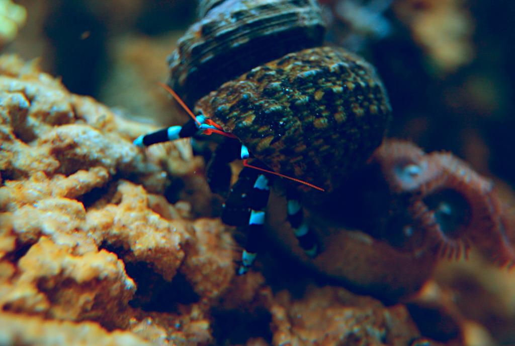 Electric Blue Hermit Crab