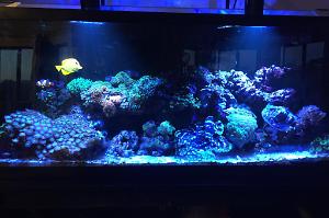 55 Gallon Tank Thumbnail