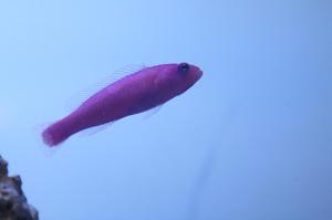 Purple Dottyback Thumbnail