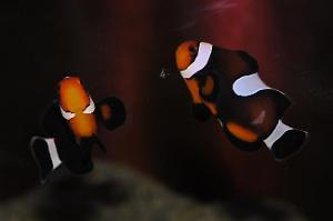 Ocellaris Clownfish Thumbnail