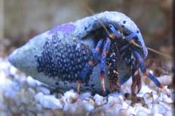 Blue Legged Hermit Crab Thumbnail