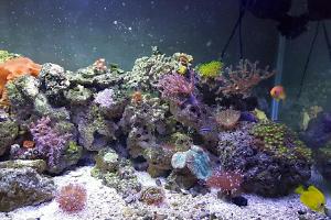 My Reef  Aquarium Thumbnail