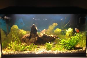 Planted Aquarium Thumbnail