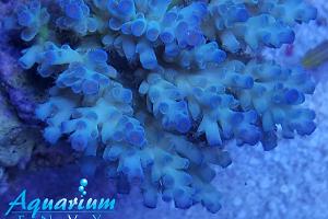 Acropora Tenuis Thumbnail