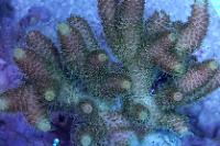 Acropora millepora Thumbnail