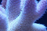 Acropora millepora Thumbnail