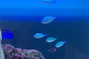 Blue/Green Reef Chromis Thumbnail