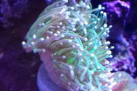 Pink Tip Torch Coral