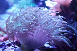 Purple Tip Torch Coral