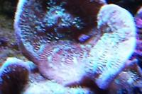 Pavona Coral Thumbnail