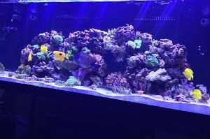 220 Reef Thumbnail