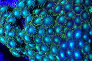 Zoanthid Thumbnail