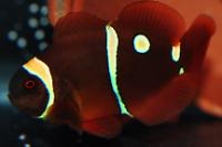 Goldflake Maroon Clownfish Thumbnail