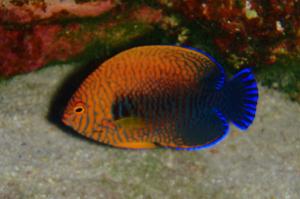 Potter's Angelfish Thumbnail