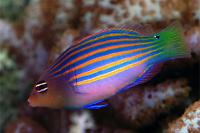 Six Line Wrasse Thumbnail