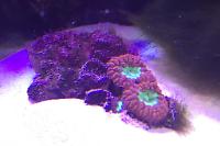 Blastomussa Coral Thumbnail