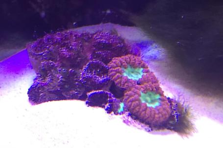 Blastomussa Coral Thumbnail