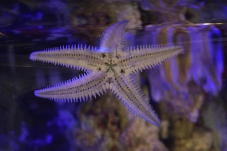 Sand Sifting Sea Star Thumbnail