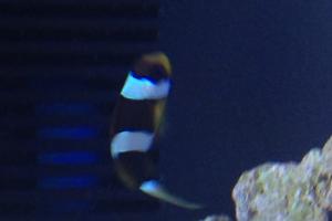 Clarkii Clownfish Thumbnail