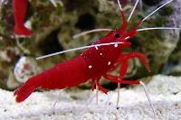 Blood Red Fire Shrimp Thumbnail