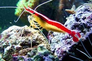 Red Line Cleaner Shrimp Thumbnail