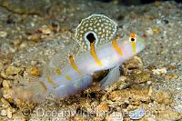 Orange Stripe Prawn Goby Thumbnail