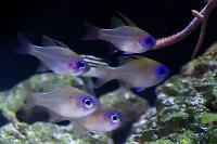 Longspine Cardinalfish Thumbnail