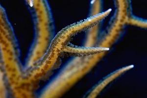 Birdsnest Coral Thumbnail