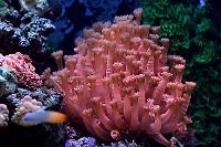 Flower Pot Coral - True Red Thumbnail