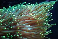 Torch Coral - Green Thumbnail