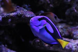 Blue Tang Thumbnail