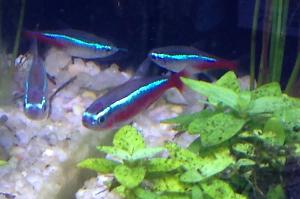 Cardinal Tetra Thumbnail