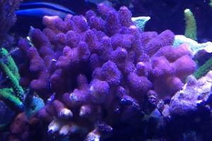 Stylophora Coral pink Thumbnail