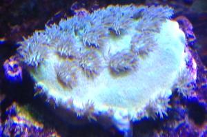 Cup Coral Pagoda Thumbnail