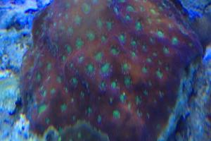 Micromussa Coral Thumbnail