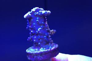 Acropora Horrida Thumbnail