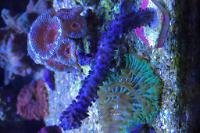 Morgonian Gorgornian Thumbnail