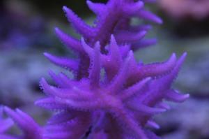 Birdsnest Coral pink Thumbnail